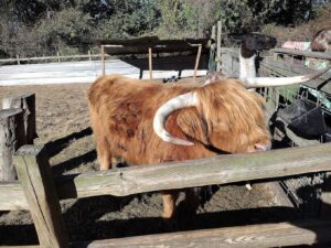 7 acre farm places to see animals in houston longhorn cow 