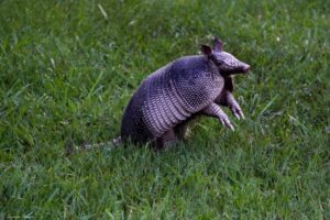 armadillo at places to see animals in houston 