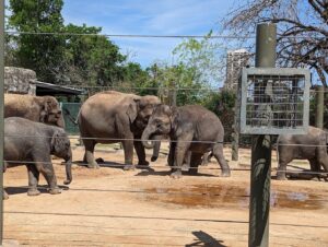 elephants at the houston zoo 